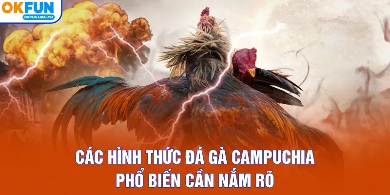 Các hình thức đá gà Campuchia phổ biến cần nắm rõ