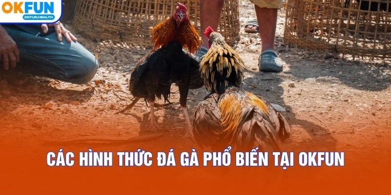 Những hình thức đá gà OKFUN được ưa chuộng