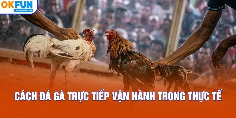 Cách đá gà trực tiếp vận hành trong thực tế