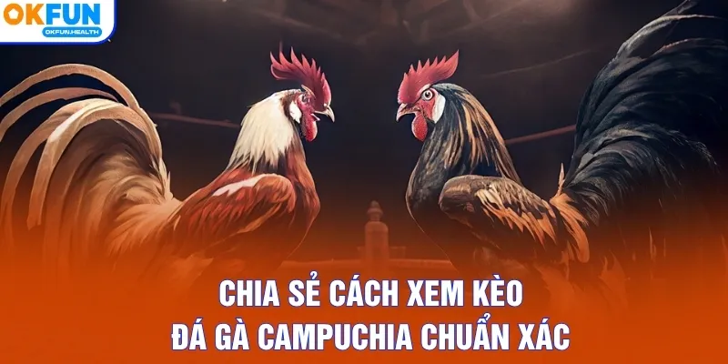 Chia sẻ cách xem kèo đá gà Campuchia chuẩn xác