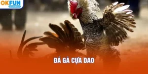 Đá Gà Cựa Dao Kiến Thức Quan Trọng Cho Người Mới
