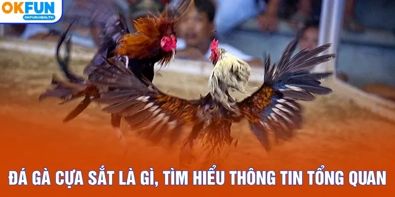 Đá gà cựa sắt là gì, tìm hiểu thông tin tổng quan