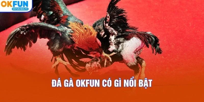 Đá gà OKFUN có gì nổi bật