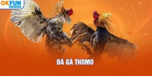 Đá Gà Thomo Tổng Quan Chi Tiết Và Góc Nhìn Toàn Diện