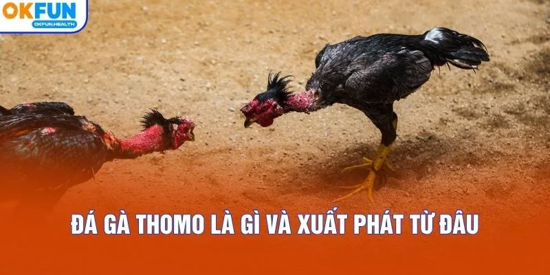 Đá gà Thomo là gì và xuất phát từ đâu