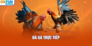 Đá Gà Trực Tiếp Và Các Khía Cạnh Cần Quan Tâm