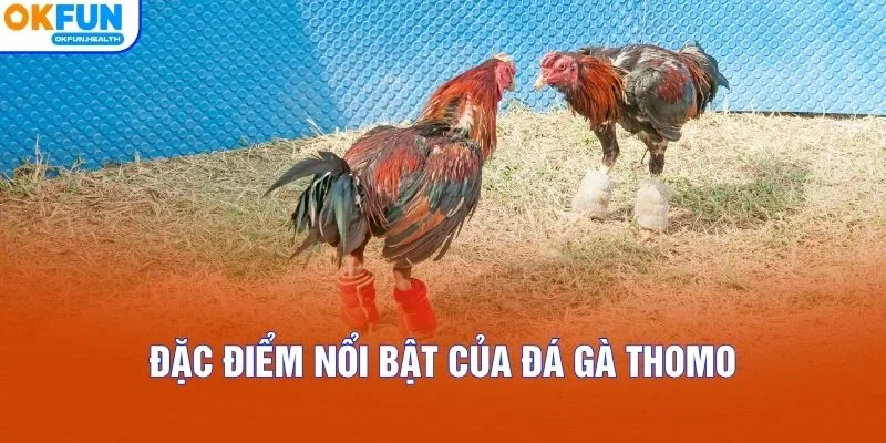 Đặc điểm nổi bật của đá gà Thomo