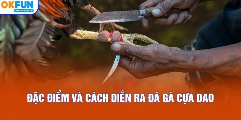 Đặc điểm và cách diễn ra đá gà cựa dao