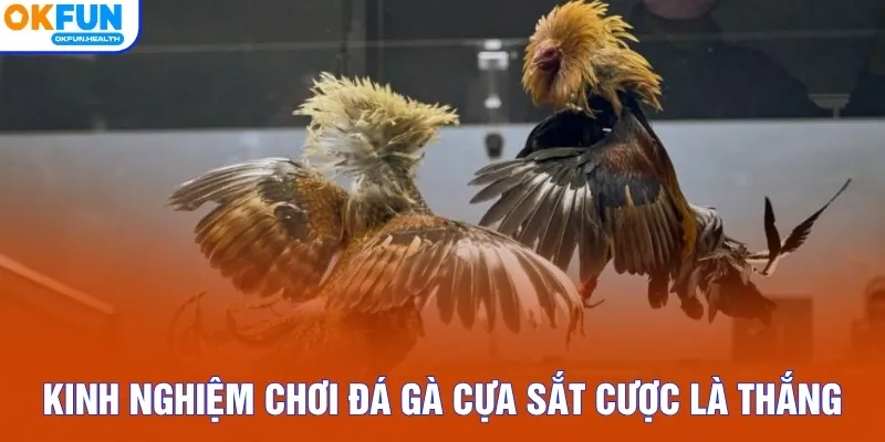 Kinh nghiệm chơi đá gà cựa sắt cược là thắng