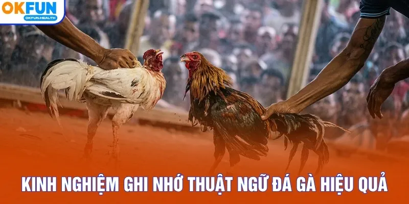 Kinh nghiệm ghi nhớ thuật ngữ đá gà hiệu quả