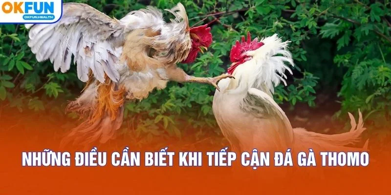 Những điều cần biết khi tiếp cận đá gà Thomo