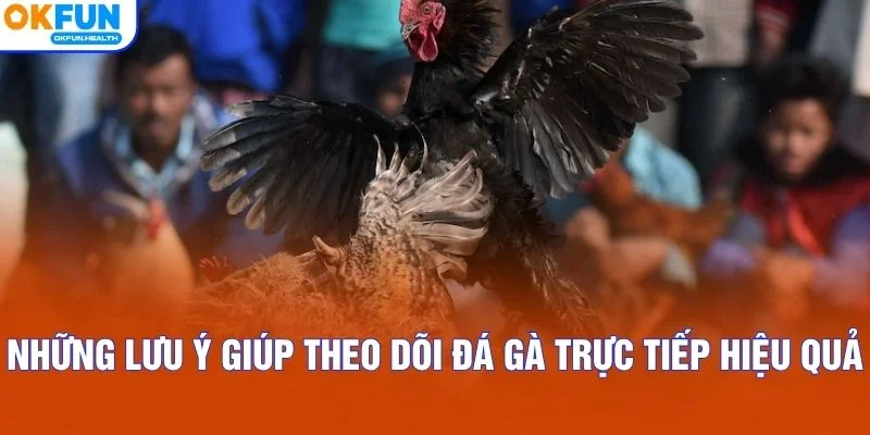 Những lưu ý giúp theo dõi đá gà trực tiếp hiệu quả