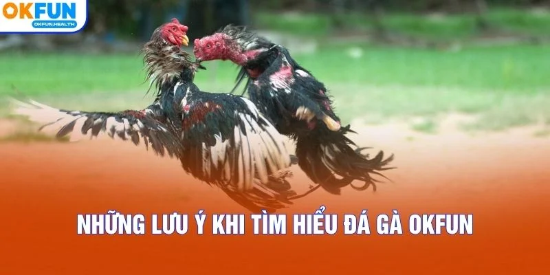 Những lưu ý khi tìm hiểu đá gà OKFUN