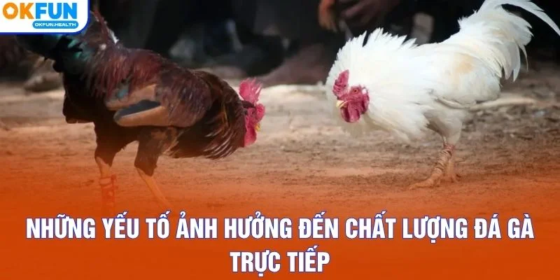 Những yếu tố ảnh hưởng đến chất lượng đá gà trực tiếp
