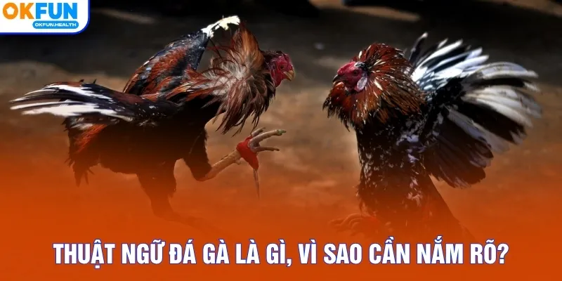 Thuật ngữ đá gà là gì, vì sao cần nắm rõ?