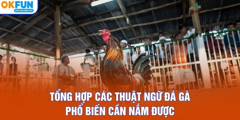 Tổng hợp các thuật ngữ đá gà phổ biến cần nắm được
