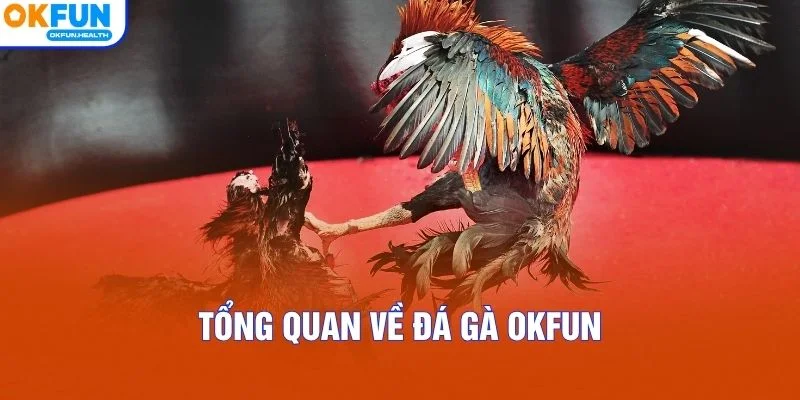 Tổng quan về đá gà OKFUN
